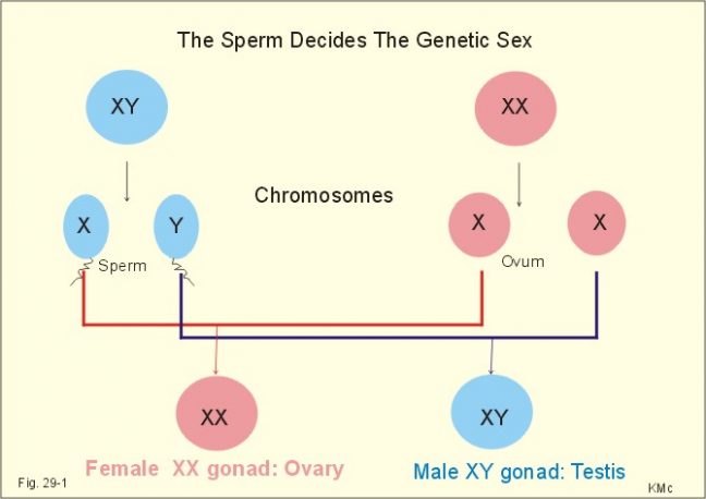 X and Y Chromosome sperms