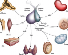 High FSH Levels and Infertility