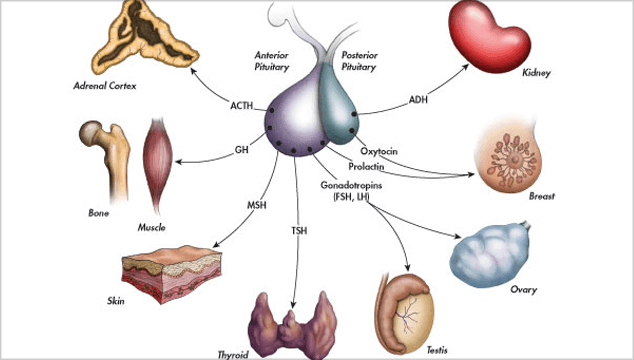 High FSH Levels and Infertility