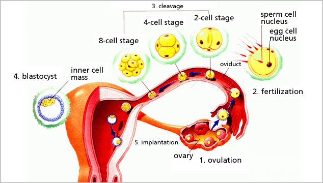 Blocked Fallopian Tubes Causes, Diagnosis & Treatment