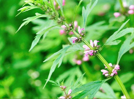 Motherwort 