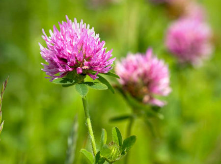 Red Clover Blossoms