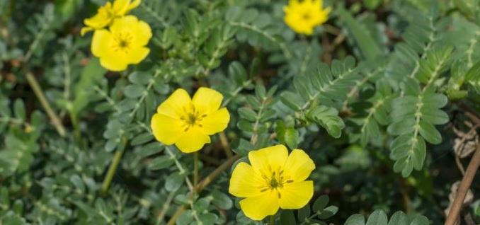 Tribulus helps regulate ovulation and cycle in women