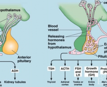 High FSH levels and Fertility Treatment