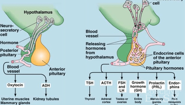 High FSH levels and Fertility Treatment