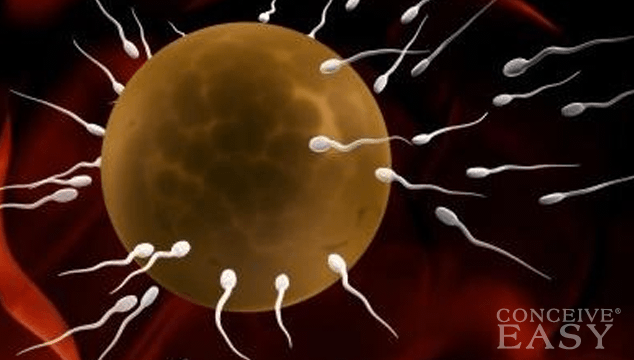 Ways to Increase Sperm Mobility