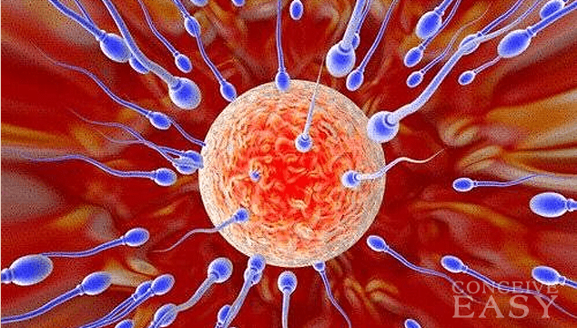 Major Male Infertility Problems