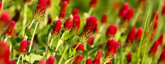 how does red clover help with fertility?