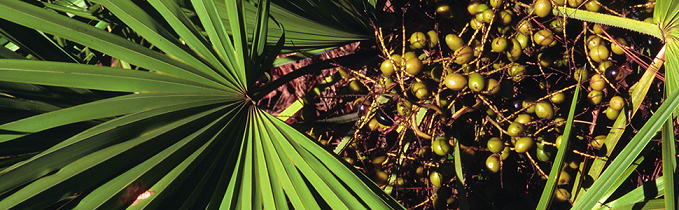 can saw palmetto help boost pregnancy chances?