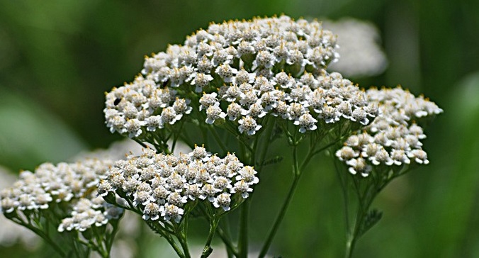 yarrow helps regulate blood flow in the pelvic area