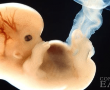 What is Embryo Donation?