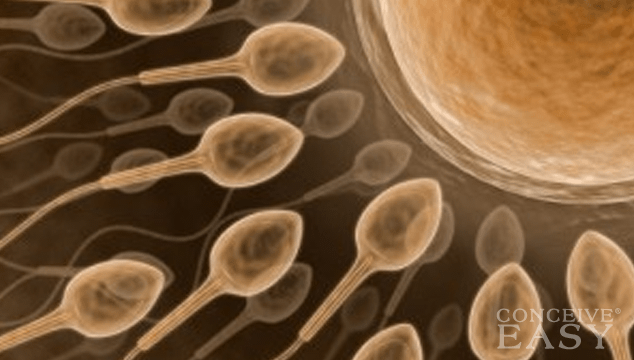 Varicocele and Male Infertility