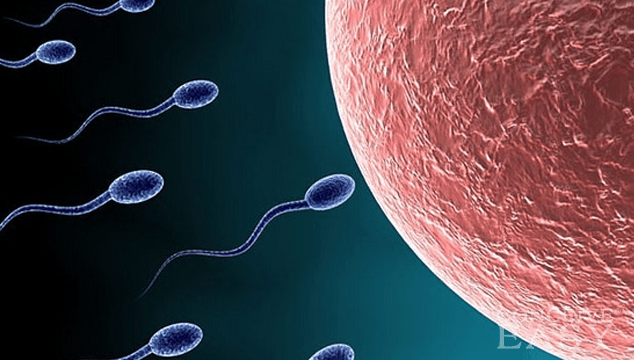 Low Sperm Count on the Rise