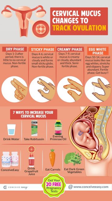 Cervical Mucus Changes - mid-cycle spotting