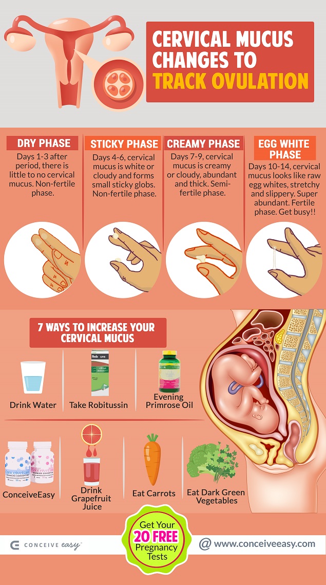 Cervical Mucus Changes to Track Ovulation Infographic