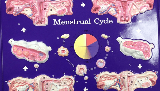 Can You Have a Period Without Ovulating?