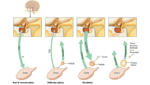 How Does a Woman Ovulate?