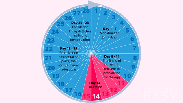 What is the Average Length of an Ovulation Cycle?