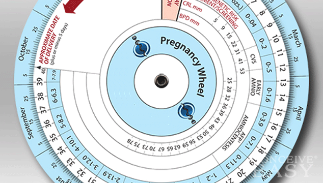 4 Facts About The Pregnancy Wheel