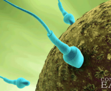 Are You Super Fertile After a Miscarriage?