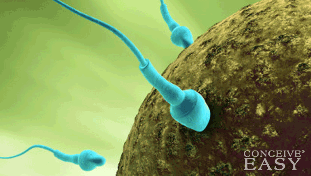 Are You Super Fertile After a Miscarriage?