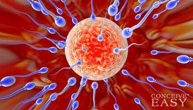 10 Ways He Can Have Better Baby-Making Sperm