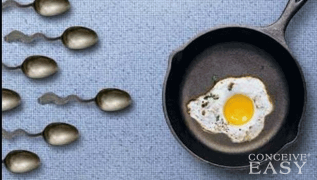 Can You Ovulate Without Having a Period?
