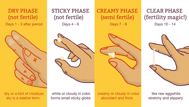 Different types of cervical mucus