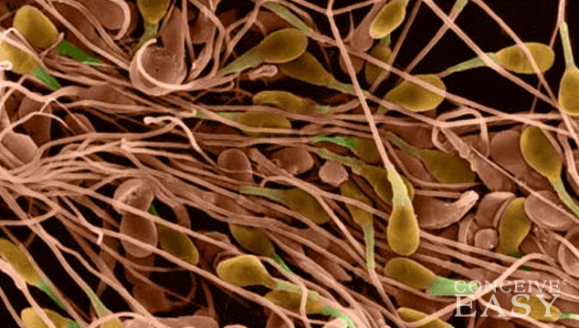 Top 10 Sperm-Killers