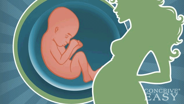 What's the Fastest Way to Get Pregnant?