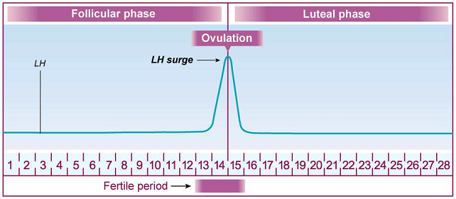 The LH Surge during ovulation