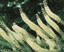 Herbs to Promote Menstruation