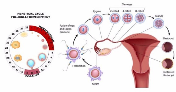 process from ovulation to fertilization