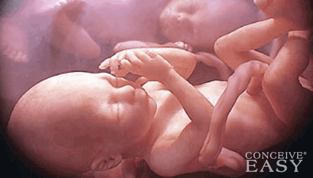 What are the Chances of Having Twins with Clomid?