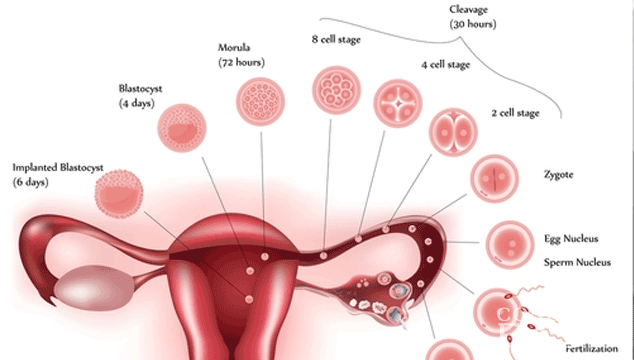 What's the Difference between Implantation Bleeding and Period?
