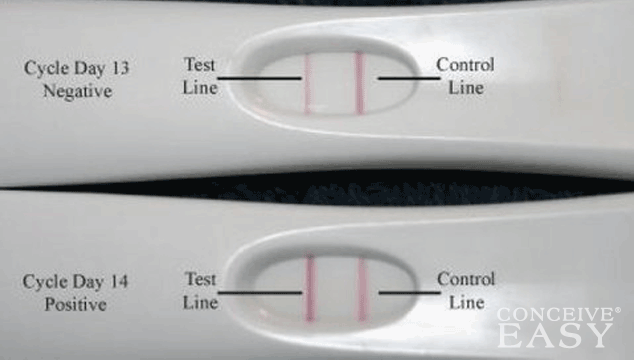 When Do You Do IUI After Positive OPK?