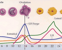 Implantation, Progesterone, hCG Tests, and the Luteal Phase