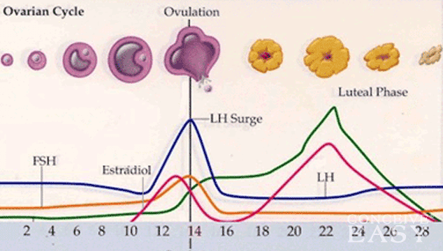 Implantation, Progesterone, hCG Tests, and the Luteal Phase