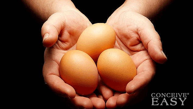 Egg Donation: Should Payment be Taxable Income or Not?