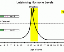 Ways to Test for Ovulation