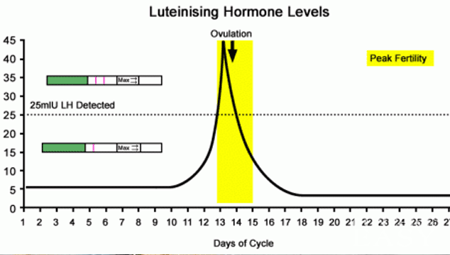 Ways to Test for Ovulation