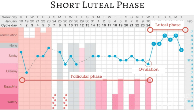 How to Get Pregnant with Short Luteal Phase