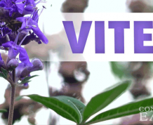 How to Get Pregnant with Vitex