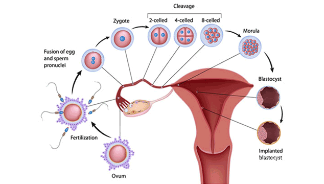 Can You Get Pregnancy Symptoms 1 Week after Conception?