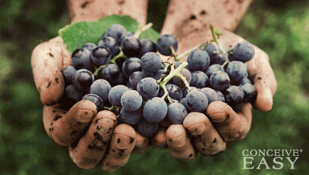 Do Grapes Increase Fertility?