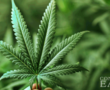 Use of Marijuana May Damage Sperm Quality