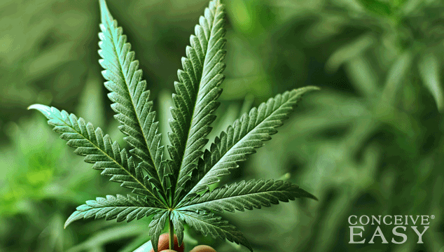 Use of Marijuana May Damage Sperm Quality