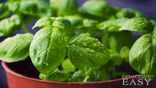 Are Preconception Herbs Safe During Pregnancy?