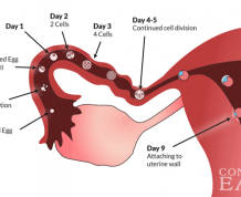 Ways to Track Ovulation