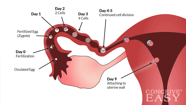 Ways to Track Ovulation